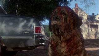 Cujo the dog dealing with life in "Cujo"