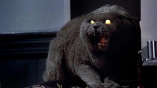 Church, the Creed family's demonic cat, in the original Pet Sematary