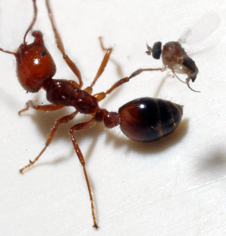 The ants have risen from the